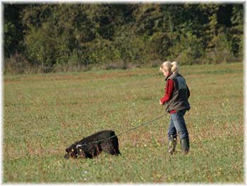 Elevage du CLOS DE LA LUETTE - COPYRIGHT DEPOSE